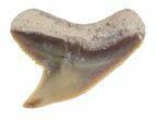 Fossil Tiger Shark Tooth - Florida #40295-1